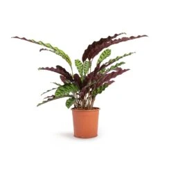 Calathea Lancifolia - Rattlesnake Plant 20 Calathea Lancifolia - Rattlesnake Plant -Plant Promotion Store Calathea lancifolia Rattlesnake Plant 14x45cm