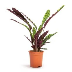 Calathea Lancifolia - Rattlesnake Plant 23 Calathea Lancifolia - Rattlesnake Plant -Plant Promotion Store Calathea lancifolia Rattlesnake Plant 17x60cm