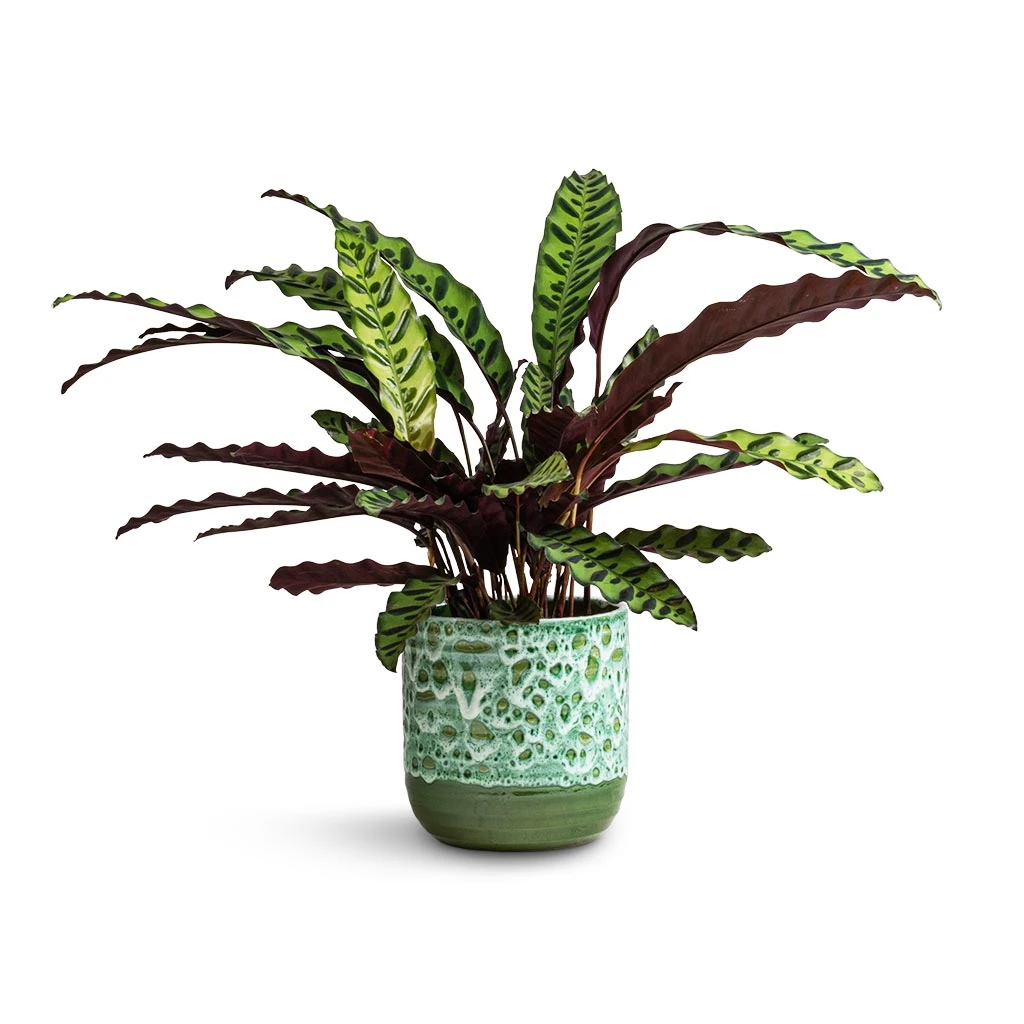 Calathea Lancifolia - Rattlesnake Plant 3 Calathea Lancifolia - Rattlesnake Plant