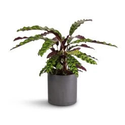 Calathea Lancifolia - Rattlesnake Plant 22 Calathea Lancifolia - Rattlesnake Plant -Plant Promotion Store Calathea lancifolia Rattlesnake Plant 17x60cm Puk Plant Pot Black Washed 20x20cm