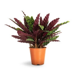 Calathea Lancifolia - Rattlesnake Plant 25 Calathea Lancifolia - Rattlesnake Plant -Plant Promotion Store Calathea lancifolia Rattlesnake Plant 19x60cm