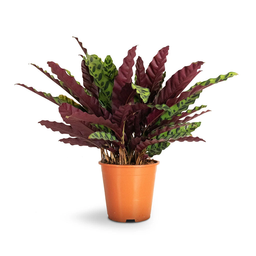 Calathea Lancifolia - Rattlesnake Plant 12 Calathea Lancifolia - Rattlesnake Plant - Image 10