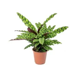 Calathea Lancifolia - Rattlesnake Plant 27 Calathea Lancifolia - Rattlesnake Plant -Plant Promotion Store Calathea lancifolia Rattlesnake Plant 75cm