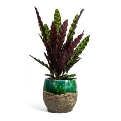 Calathea Lancifolia - Rattlesnake Plant 21 Calathea Lancifolia - Rattlesnake Plant -Plant Promotion Store Calathea lancifolia Rattlesnake Plant Lindy Plant Pot Black Green fc17ebf1 9d2d 42c4 bae4 67e0a375300e