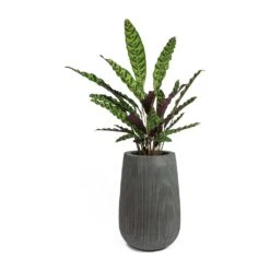 Patt High Ridged Planter - Dark Grey -Plant Promotion Store Calathea lancifolia Rattlesnake Plant Patt High Plant Vase Ridged Dark Grey