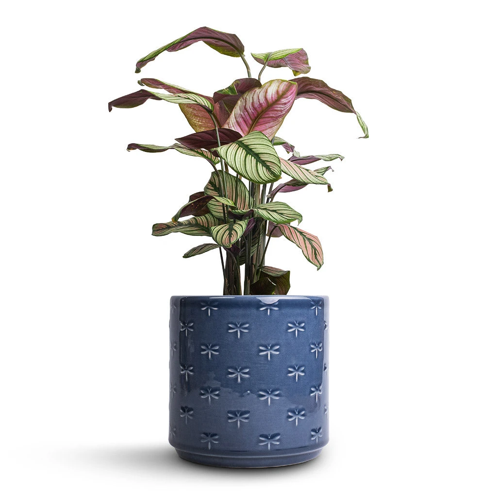 Arley Plant Pot - Blue Dragonfly 11 Arley Plant Pot - Blue Dragonfly - Image 9