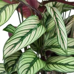 Calathea Majestica White Star 12 Calathea Majestica White Star -Plant Promotion Store Calathea majestica White Star Close Up