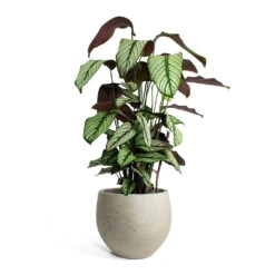 Calathea Majestica White Star 16 Calathea Majestica White Star -Plant Promotion Store Calathea majestica White Star Mini Orb Kevan lant Pot Grey Washed