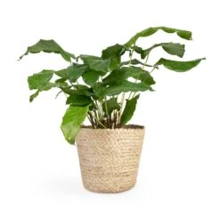 Calathea Musaica Network 18 Calathea Musaica Network -Plant Promotion Store Calathea musaica Network 12x30cm Selin Plant Basket Jute 18x16cm 2