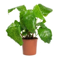 Calathea Musaica Network 13 Calathea Musaica Network -Plant Promotion Store Calathea musaica Network 14cm