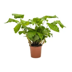 Calathea Musaica Network 15 Calathea Musaica Network -Plant Promotion Store Calathea musaica Network 17cm