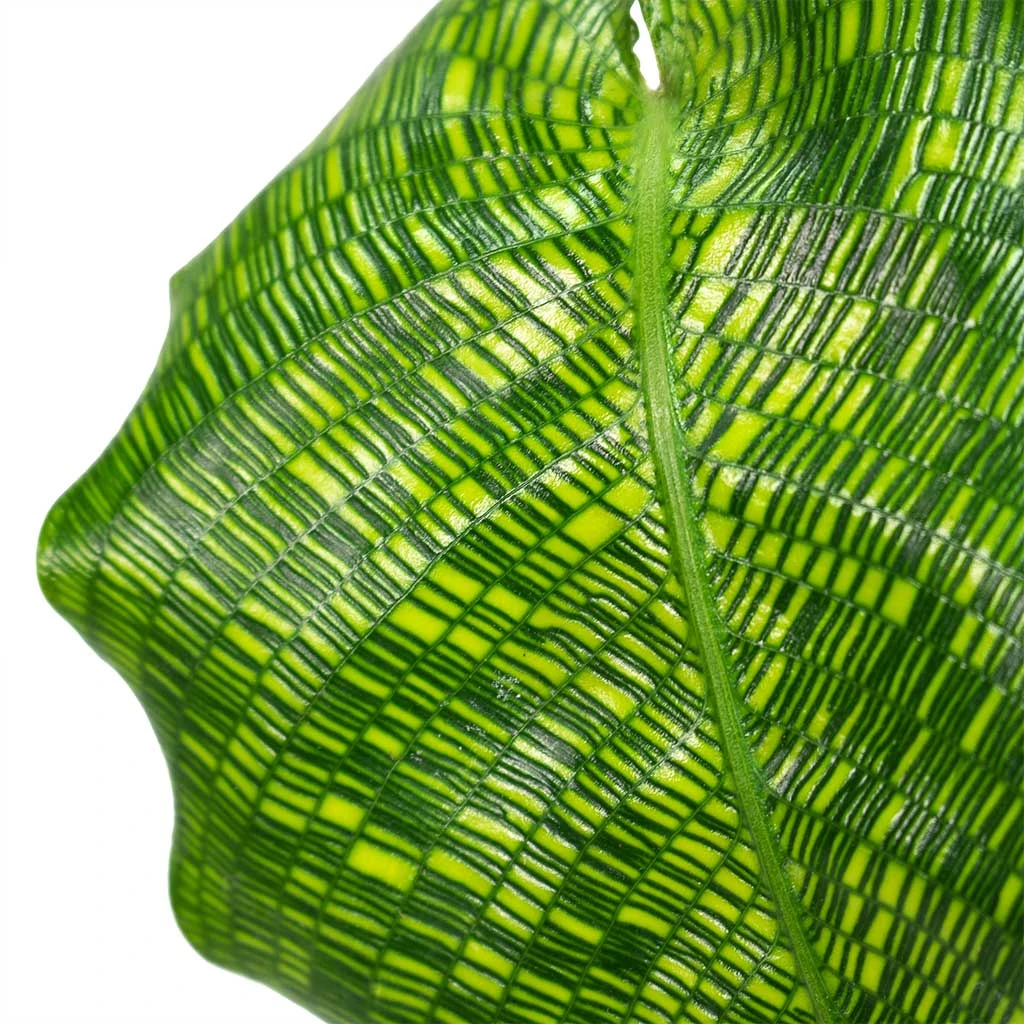 Calathea Musaica Network 4 Calathea Musaica Network - Image 2