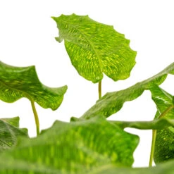 Calathea Musaica Network 14 Calathea Musaica Network -Plant Promotion Store Calathea musaica Network DETAIL