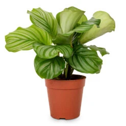 Calathea Orbifolia 23 Calathea Orbifolia -Plant Promotion Store Calathea orbifolia 12x35cm