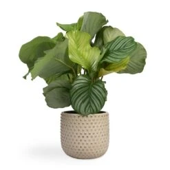 Calathea Orbifolia 35 Calathea Orbifolia -Plant Promotion Store Calathea orbifolia 12x35cm Bolino Plant Pot Mint 24x21cm