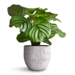 Calathea Orbifolia 34 Calathea Orbifolia -Plant Promotion Store Calathea orbifolia 12x35cm Cas Plant Pot Cool Grey 15x13cm