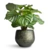 Calathea Orbifolia 1 Calathea Orbifolia -Plant Promotion Store Calathea orbifolia 12x35cm Noor Plant Pot Velvet Green 16x13cm