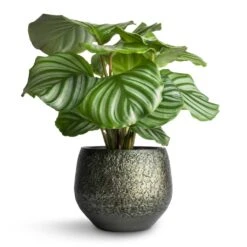 Noor Plant Pot - Velvet Green 34 Noor Plant Pot - Velvet Green -Plant Promotion Store Calathea orbifolia 12x35cm Noor Plant Pot Velvet Green 16x13cm 5c898efa 455e 4eef 8340 df9263518349