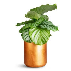 Calathea Orbifolia 39 Calathea Orbifolia -Plant Promotion Store Calathea orbifolia 14x50cm Tivoli Pot Copper 19x16cm
