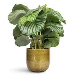 Calathea Orbifolia 26 Calathea Orbifolia -Plant Promotion Store Calathea orbifolia 19x60cm Nine Plant Pot Olive Green 22x20cm