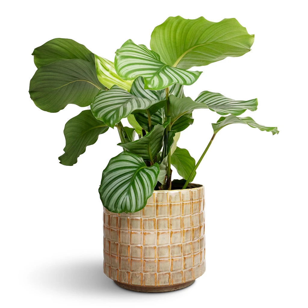 Calathea Orbifolia 12 Calathea Orbifolia - Image 10