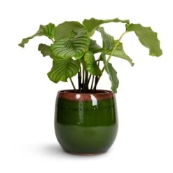 Calathea Orbifolia 24 Calathea Orbifolia -Plant Promotion Store Calathea orbifolia 21x60cm Charlotte Plant Pot Green 29x25cm