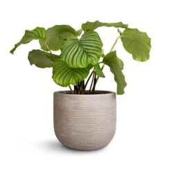 Cody Ridged Plant Pot - Cement 19 Cody Ridged Plant Pot - Cement -Plant Promotion Store Calathea orbifolia 21x60cm Cody Plant Pot Ridged Cement 28x25cm