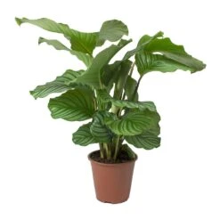 Calathea Orbifolia 25 Calathea Orbifolia -Plant Promotion Store Calathea orbifolia