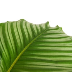 Calathea Orbifolia 29 Calathea Orbifolia -Plant Promotion Store Calathea orbifolia DETAIL