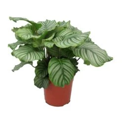 Calathea Orbifolia 28 Calathea Orbifolia -Plant Promotion Store Calathea orbifolia Large