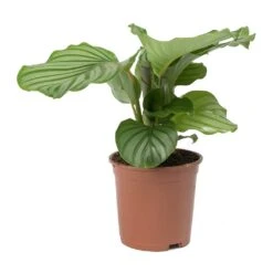 Calathea Orbifolia 33 Calathea Orbifolia -Plant Promotion Store Calathea orbifolia Medium