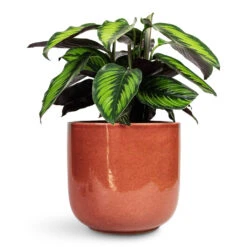 Nine Plant Pot - Blush Pink -Plant Promotion Store Calathea ornata Beauty Star 14x40cm Nine Plant Pot Blush Pink 22x20cm 1