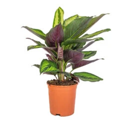 Calathea Ornata Beauty Star 11 Calathea Ornata Beauty Star -Plant Promotion Store Calathea ornata Beauty Star 14x50cm