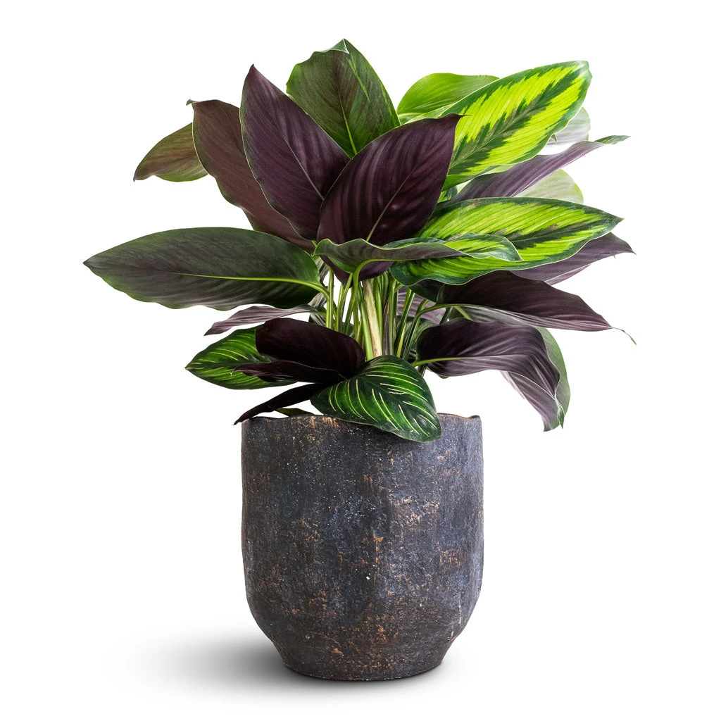 Calathea Ornata Beauty Star 3 Calathea Ornata Beauty Star