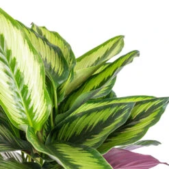 Calathea Ornata Beauty Star 10 Calathea Ornata Beauty Star -Plant Promotion Store Calathea ornata Beauty Star SWATCH 1