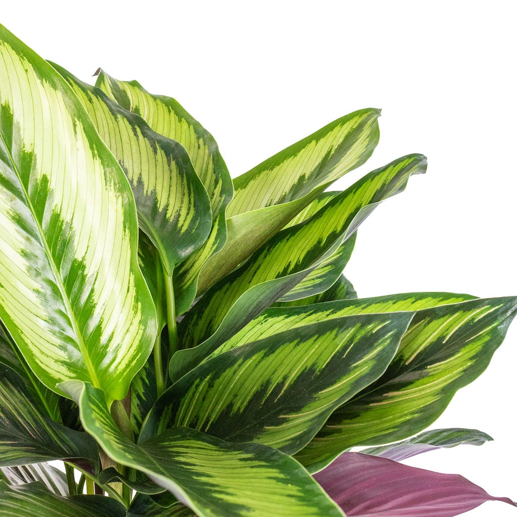 Calathea Ornata Beauty Star 5 Calathea Ornata Beauty Star - Image 3