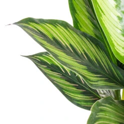 Calathea Ornata Beauty Star 12 Calathea Ornata Beauty Star -Plant Promotion Store Calathea ornata Beauty Star SWATCH