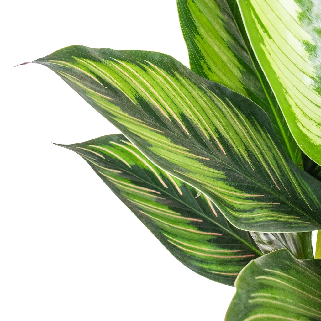 Calathea Ornata Beauty Star 7 Calathea Ornata Beauty Star - Image 5