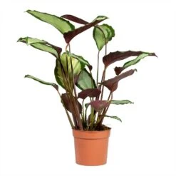 Calathea Picturata Argentea 18 Calathea Picturata Argentea -Plant Promotion Store Calathea picturata Argentea 12x40cm 2