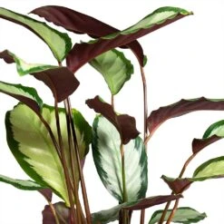 Calathea Picturata Argentea 17 Calathea Picturata Argentea -Plant Promotion Store Calathea picturata Argentea 12x40cm Foliage