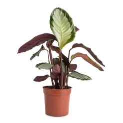Calathea Picturata Argentea 13 Calathea Picturata Argentea -Plant Promotion Store Calathea picturata Argentea 12x40cm f9e1c73f 0528 4ecb 89e5 a410c7c34b6e
