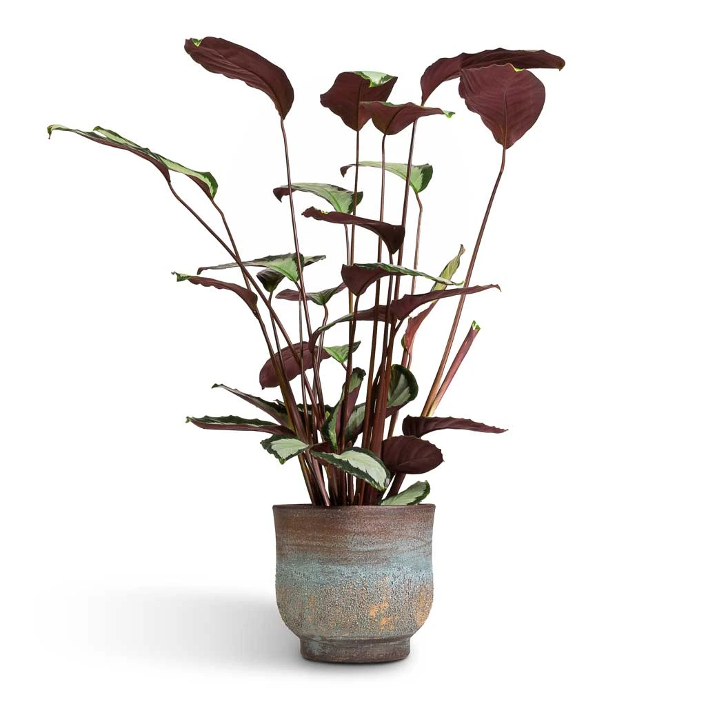 Calathea Picturata Argentea 8 Calathea Picturata Argentea - Image 6