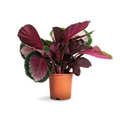 Calathea Picturata Crimson 25 Calathea Picturata Crimson -Plant Promotion Store Calathea picturata Crimson 14x50cm 1