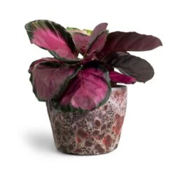 Calathea Picturata Crimson 21 Calathea Picturata Crimson -Plant Promotion Store Calathea picturata Crimson 14x50cm Lava Couple Straight Relic Planter Pink 19x13cm