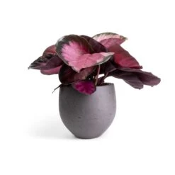 Calathea Picturata Crimson 27 Calathea Picturata Crimson -Plant Promotion Store Calathea picturata Crimson 14x50cm Mini Orb Kevan Plant Pot Black Washed 18x15cm