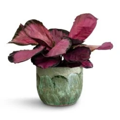 Calathea Picturata Crimson 30 Calathea Picturata Crimson -Plant Promotion Store Calathea picturata Crimson 14x50cm Moon Plant Pot Jungle 19x16cm