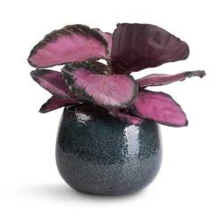 Calathea Picturata Crimson 22 Calathea Picturata Crimson -Plant Promotion Store Calathea picturata Crimson 14x50cm Odile Plant Pot Petrol 19x14cm