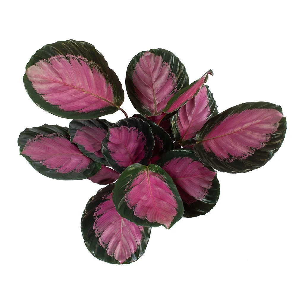 Calathea Picturata Crimson 10 Calathea Picturata Crimson - Image 8