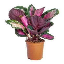 Calathea Picturata Crimson 29 Calathea Picturata Crimson -Plant Promotion Store Calathea picturata Crimson Lighter