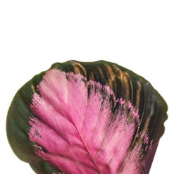 Calathea Picturata Crimson 23 Calathea Picturata Crimson -Plant Promotion Store Calathea picturata Crimson SWATCH 5